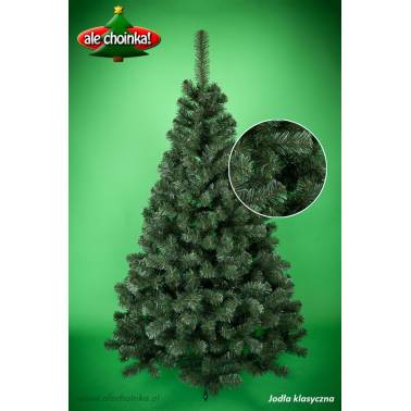 Jodła klasyczna - Gęsta i rozłożysta choinka