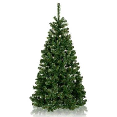 Jodła klasyczna - Gęsta i rozłożysta choinka