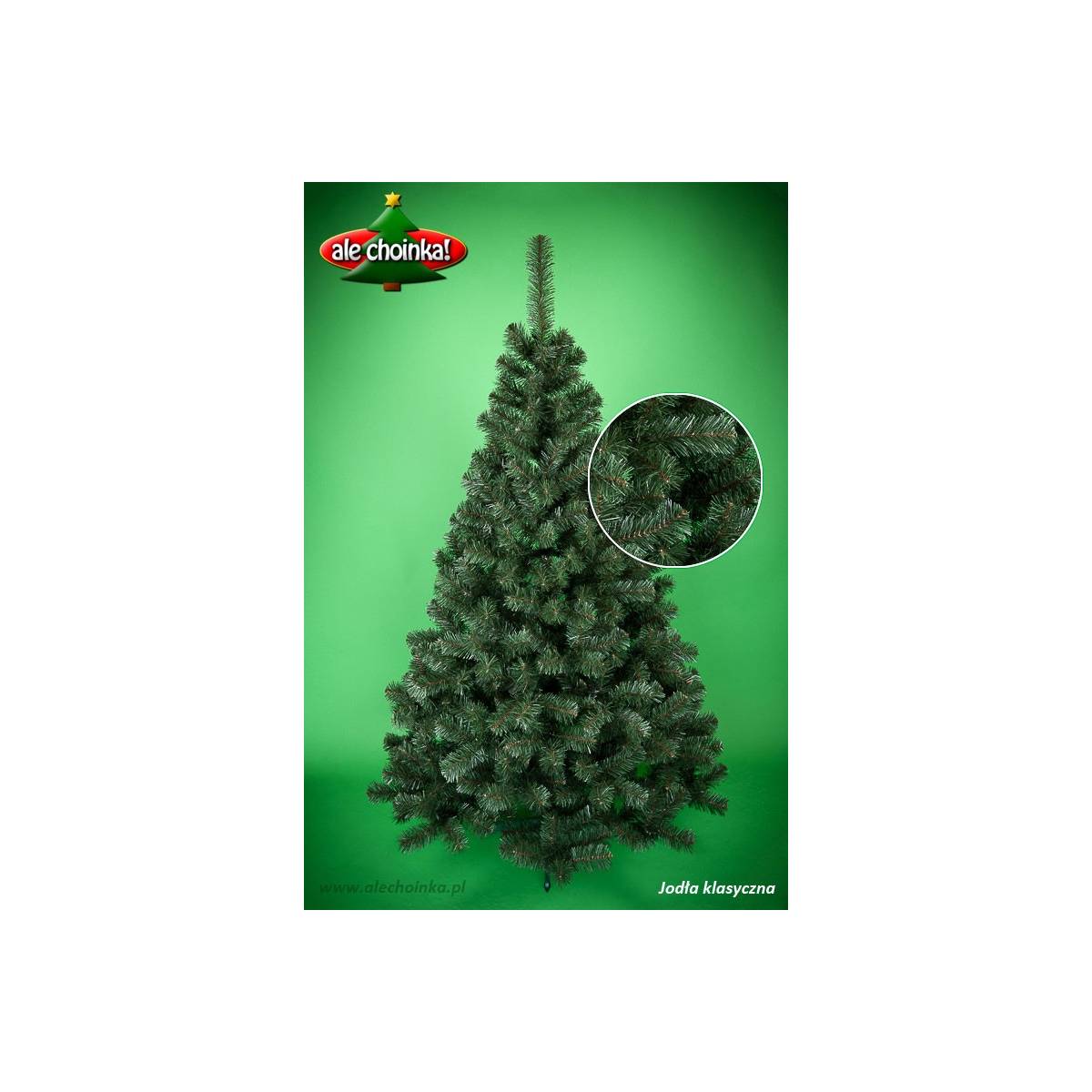 Jodła klasyczna - Gęsta i rozłożysta choinka