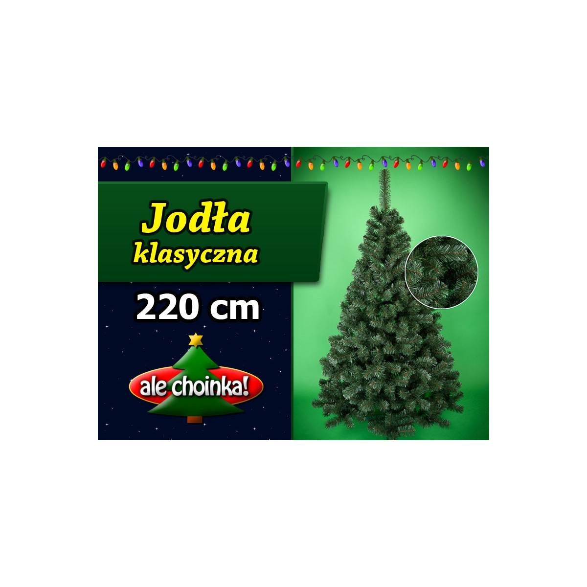 Jodła klasyczna - Gęsta i rozłożysta choinka