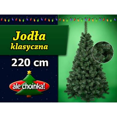 Jodła klasyczna - Gęsta i rozłożysta choinka