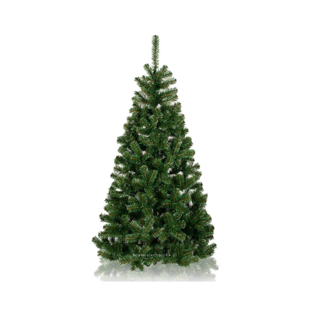 Jodła klasyczna - Gęsta i rozłożysta choinka