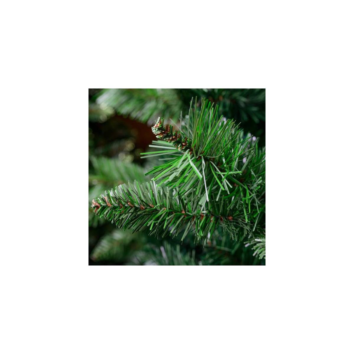 Piękna i gęsta choinka Sosna z młodymi odrostami