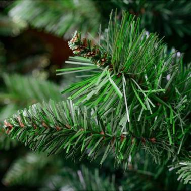 Piękna i gęsta choinka Sosna z młodymi odrostami