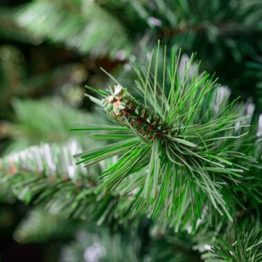 Piękna i gęsta choinka Sosna z młodymi odrostami