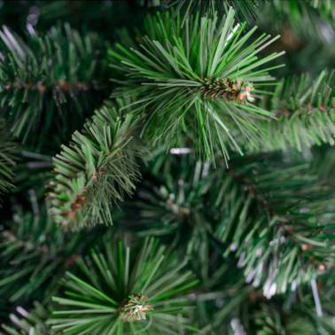 Piękna i gęsta choinka Sosna z młodymi odrostami